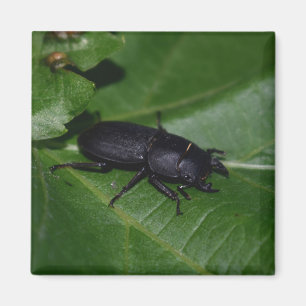 Dorcus parallelipipedus , the lesser stag beetle magnet