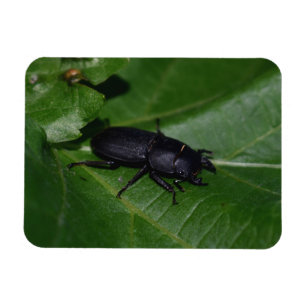 Dorcus parallelipipedus , the lesser stag beetle magnet