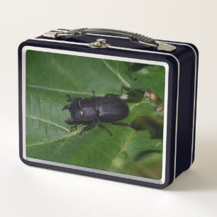 Dorcus parallelipipedus , the lesser stag beetle metal lunch box