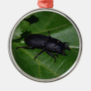 Dorcus parallelipipedus , the lesser stag beetle metal ornament