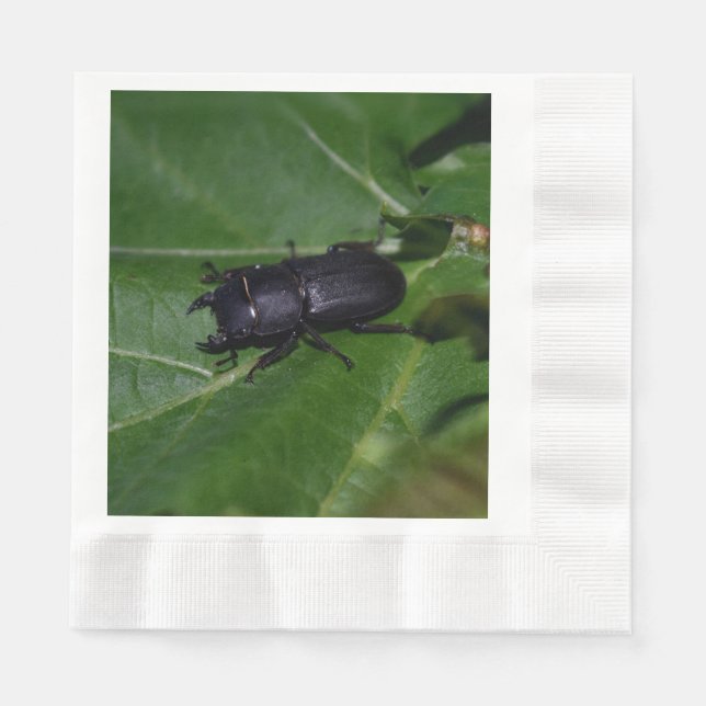 Dorcus parallelipipedus , the lesser stag beetle napkin (Front)