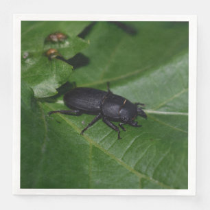 Dorcus parallelipipedus , the lesser stag beetle napkin