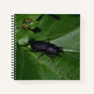 Dorcus parallelipipedus , the lesser stag beetle notebook