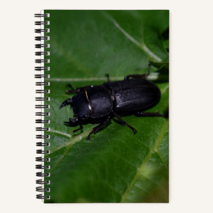 Dorcus parallelipipedus , the lesser stag beetle notebook