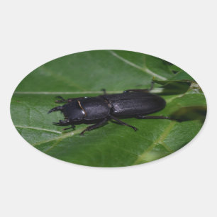 Dorcus parallelipipedus , the lesser stag beetle oval sticker