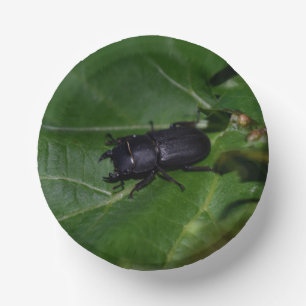 Dorcus parallelipipedus , the lesser stag beetle paper plate
