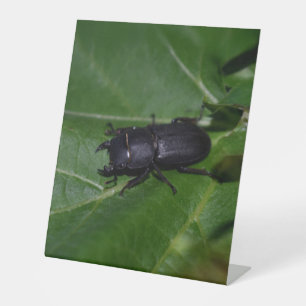 Dorcus parallelipipedus , the lesser stag beetle pedestal sign