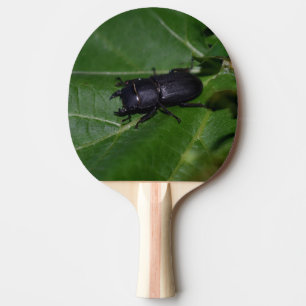 Dorcus parallelipipedus , the lesser stag beetle ping pong paddle
