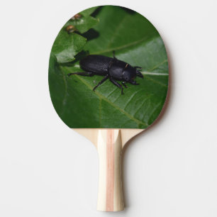 Dorcus parallelipipedus , the lesser stag beetle ping pong paddle