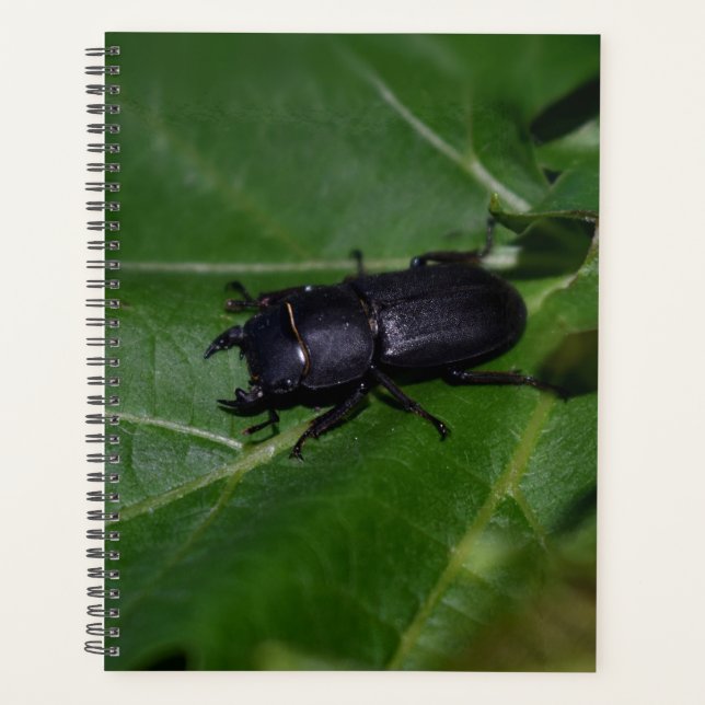 Dorcus parallelipipedus , the lesser stag beetle planner (Front)