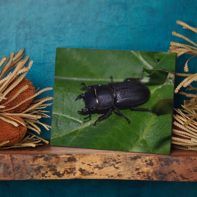 Dorcus parallelipipedus , the lesser stag beetle plaque (Side)