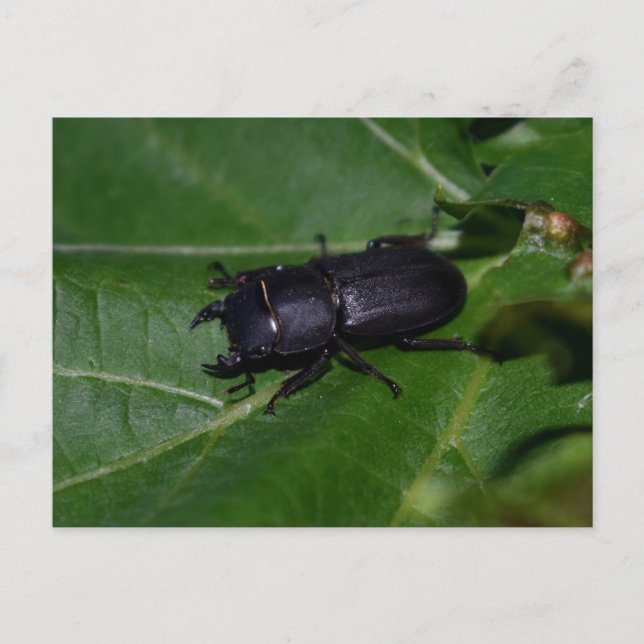 Dorcus parallelipipedus , the lesser stag beetle postcard (Front)