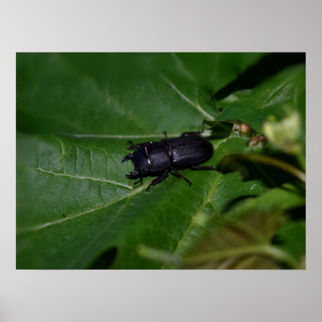 Dorcus parallelipipedus , the lesser stag beetle poster (Front)
