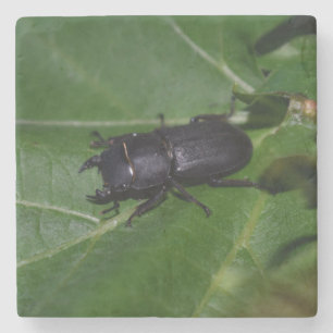 Dorcus parallelipipedus , the lesser stag beetle stone coaster