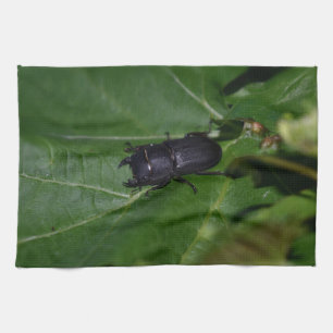Dorcus parallelipipedus , the lesser stag beetle tea towel