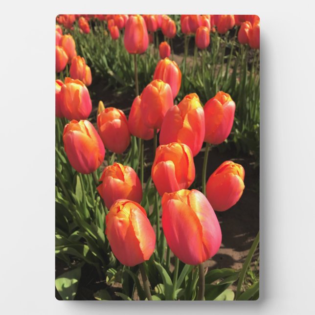 Dordogne Tulips, Oregon Plaque (Front)