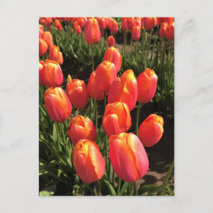 Dordogne Tulips, Oregon Postcard