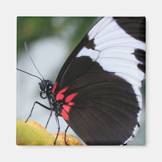 Doris Longwing Butterfly Magnet (Front)