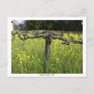 Dormant vine - Napa Valley Postcard