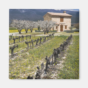 Dormant vineyard, fruit blossoms, stone house, magnet
