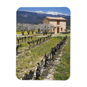 Dormant vineyard, fruit blossoms, stone house, magnet