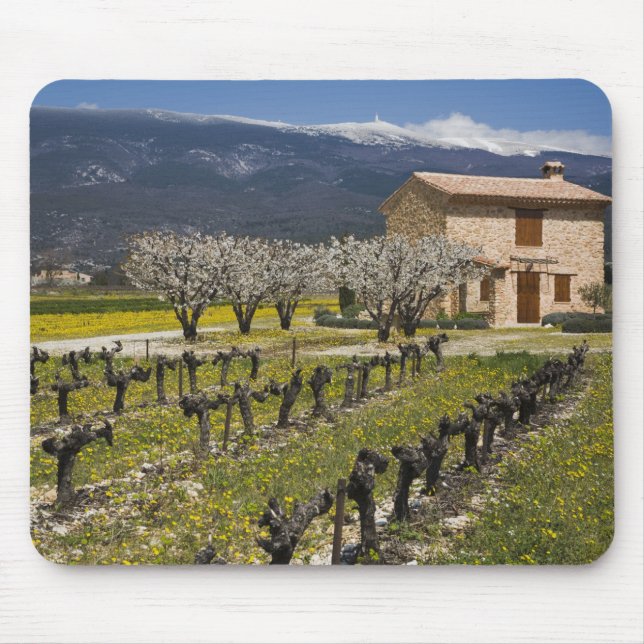 Dormant vineyard, fruit blossoms, stone house, mouse pad (Front)