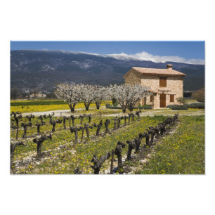 Dormant vineyard, fruit blossoms, stone house, photo print