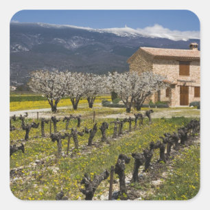 Dormant vineyard, fruit blossoms, stone house, square sticker