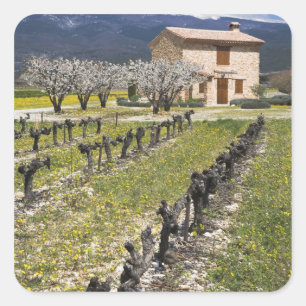 Dormant vineyard, fruit blossoms, stone house, square sticker