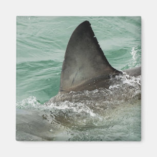 Dorsal aileron of a Great White shark Magnet