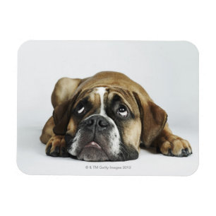 Dorset Old Tyme Bulldog Magnet