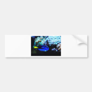 Dory , Blue Tang Fish Bumper Sticker