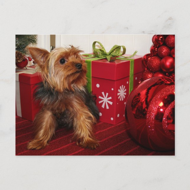 Dot - Yorkshire Terrier - Rodgers Holiday Postcard (Front)