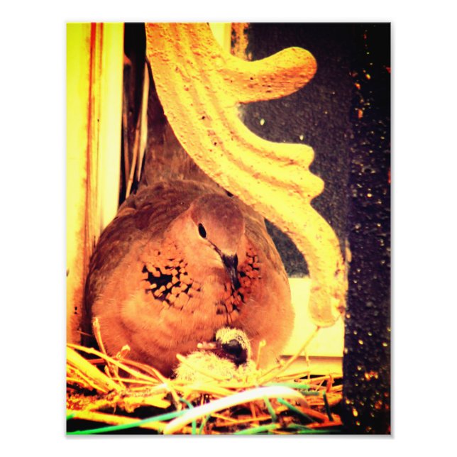 Doting Mama Dove Photo Print (Front)