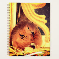 Doting Mama Dove