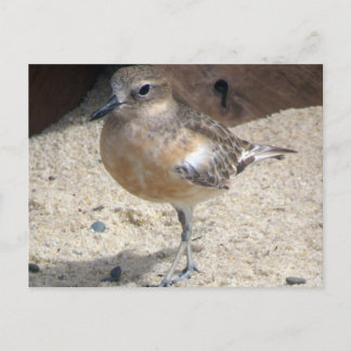 Dotterel Postcard