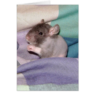 Doube Rex Baby Rat