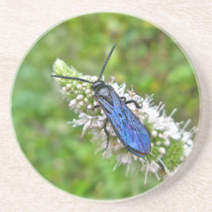 Double Banded Scoliid Wasp on Mint Coaster
