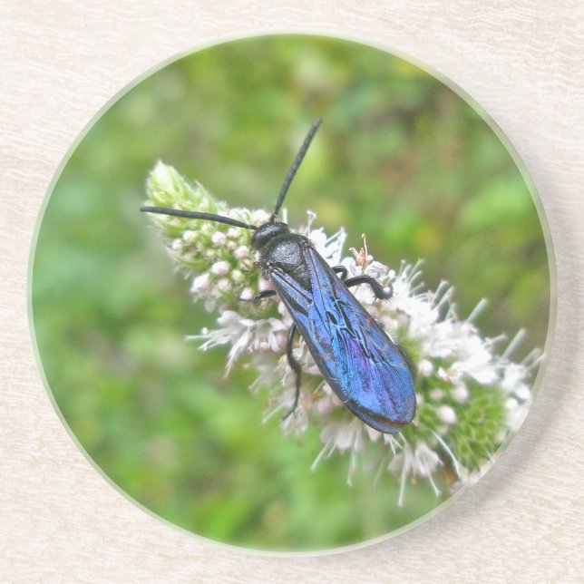 Double Banded Scoliid Wasp on Mint Coaster (Front)