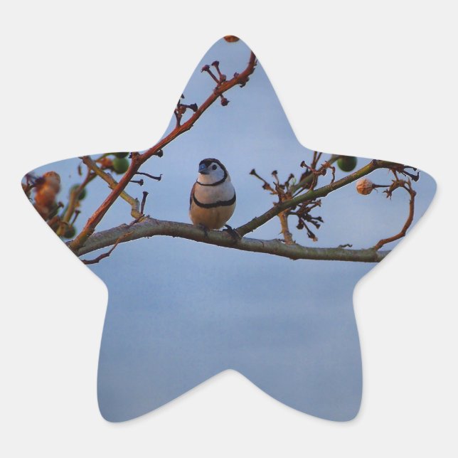 Double-barred finch on branch star sticker (Front)