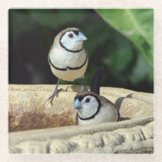 Double-barred Finches Glass Coaster
