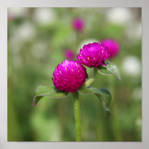 Double Bloom 1 Poster