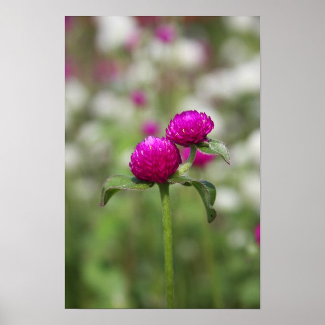 Double Bloom 2 Poster (Front)