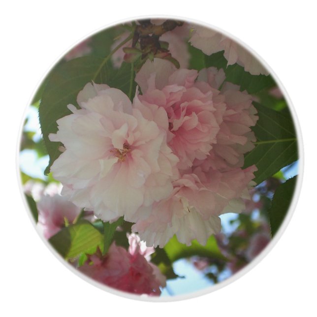 Double Blossoming Cherry Tree I Spring Floral Ceramic Knob (Front)