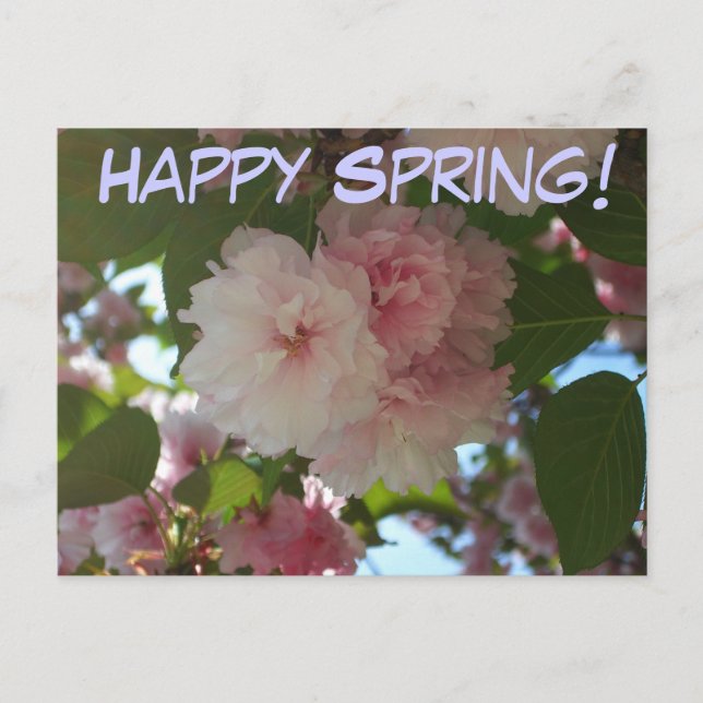 Double Blossoming Cherry Tree I Spring Floral Postcard (Front)