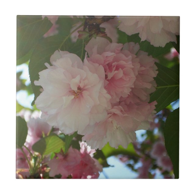 Double Blossoming Cherry Tree I Spring Floral Tile (Front)