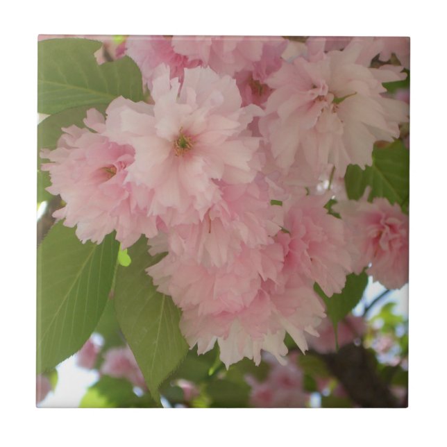 Double Blossoming Cherry Tree II Spring Floral Ceramic Tile (Front)