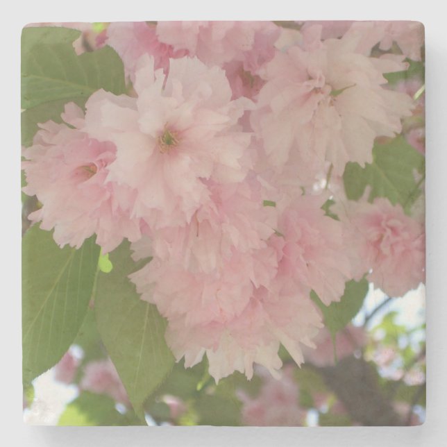 Double Blossoming Cherry Tree II Spring Floral Stone Coaster (Front)