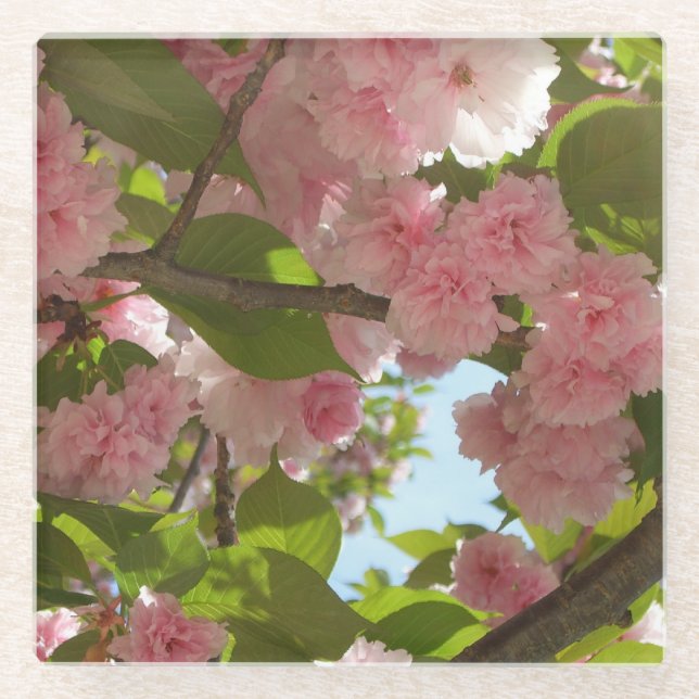 Double Blossoming Cherry Tree III Spring Floral Glass Coaster (Front)
