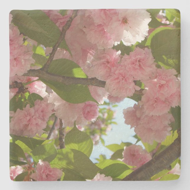 Double Blossoming Cherry Tree III Spring Floral Stone Coaster (Front)